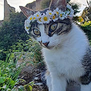 Pussy a rejoint le concours — aidez-le/la à gagner de superbes lots ! animal, cat, close_up, cute, daisy, eye, flower_crown, fur, garden, grass, greenery, head, mammal, nature, outdoor, pet, plant, portrait, sunlight, whiskers
