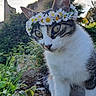 animal, cat, close_up, cute, daisy, eye, flower_crown, fur, garden, grass, greenery, head, mammal, nature, outdoor, pet, plant, portrait, sunlight, whiskers