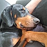 dog, puppy, sleeping, black_and_tan, dobermann, floppy_ears, closed_eyes, nose, snout, fur, animal, pet, lap, person, car_interior, seat, close_up, portrait, cozy, relaxed