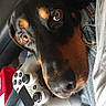 Laïka a rejoint le concours — aidez-le/la à gagner de superbes lots ! dog, doberman, puppy, black_and_tan, pet, animal, portrait, close_up, face, eyes, nose, ears, couch, controller, gaming, playstation, jeans, indoor, sitting, cute