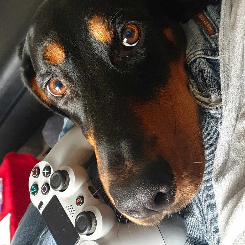 Laïka