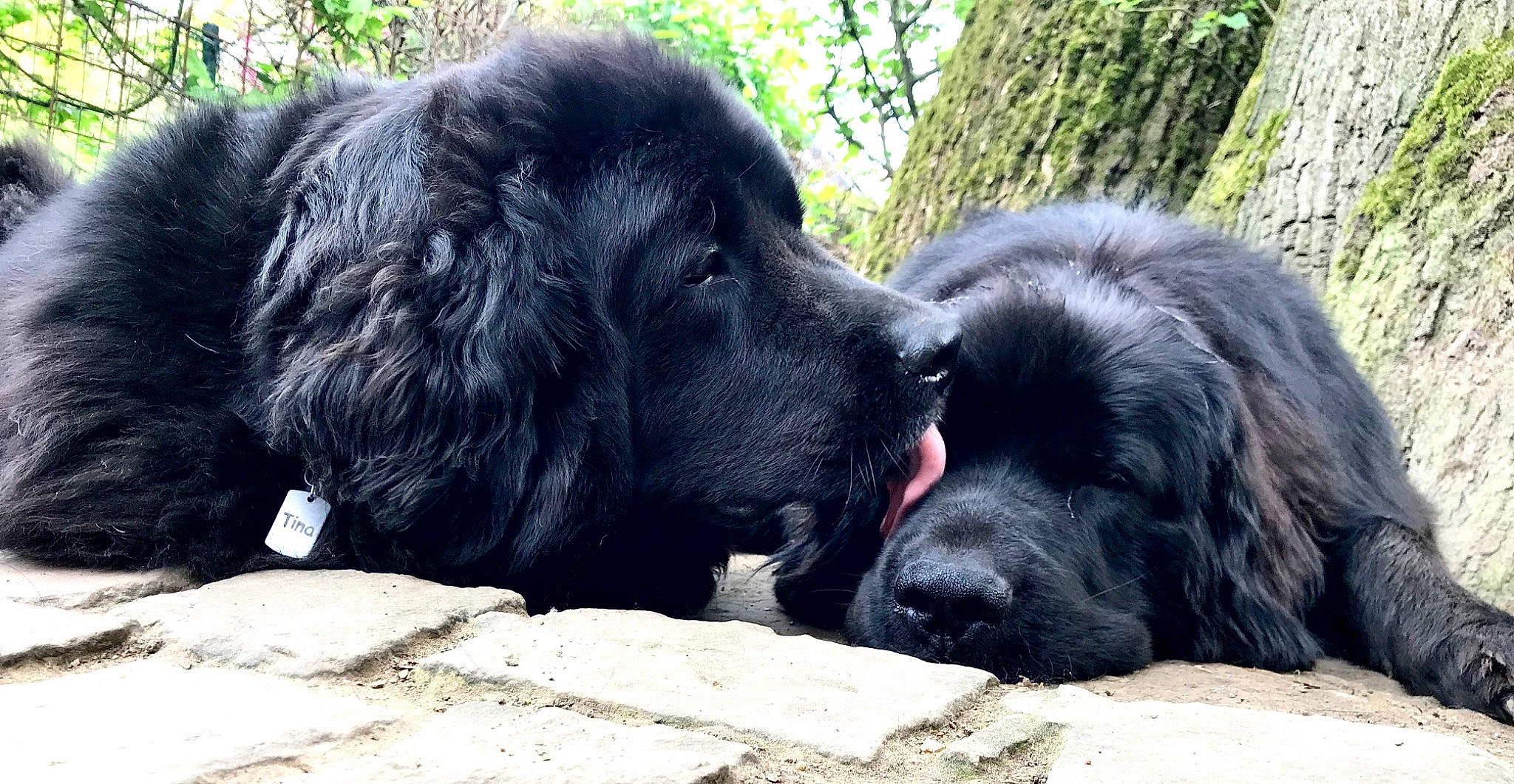 Trésor participe au concours pour gagner de l'argent avec cette photo : borador, canidae, carnivore, companion_dog, dog, dog_breed, fur, plant, snout, sporting_group, terrestrial_animal, tree, working_animal