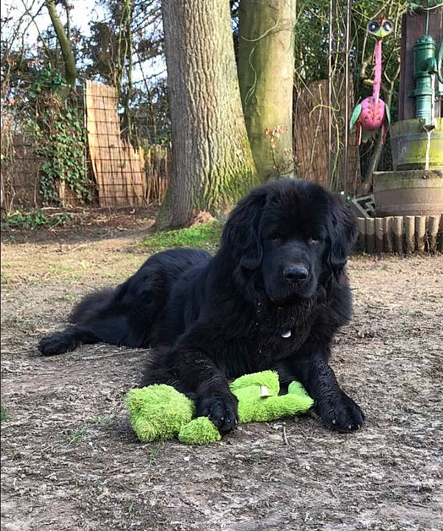 Trésor participe au concours pour gagner de l'argent avec cette photo : art, canidae, carnivore, companion_dog, dog, dog_breed, felidae, fur, gaddi_kutta, giant_dog_breed, grass, guard_dog, plant, retriever, soil, sporting_group, tail, terrestrial_animal, tree, working_animal