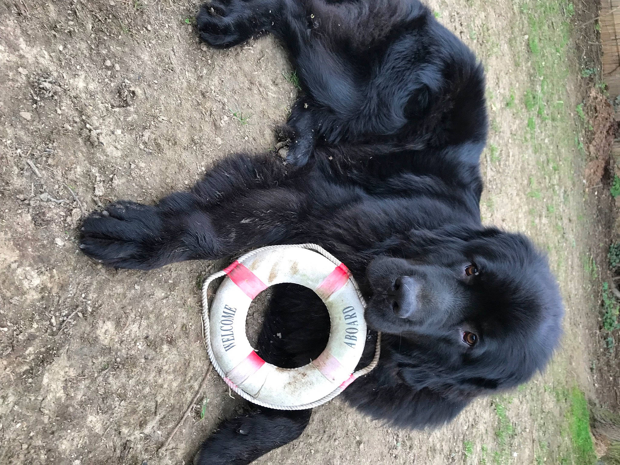 Trésor participe au concours pour gagner de l'argent avec cette photo : borador, canidae, carnivore, claw, collar, companion_dog, dog, dog_breed, dog_collar, fur, german_spitz_mittel, grass, guard_dog, paw, snout, sporting_group, tail, terrestrial_animal, working_animal, working_dog
