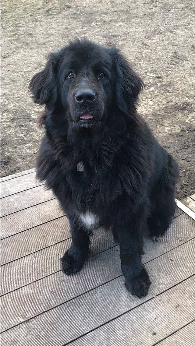 Tina a rejoint le concours — aidez-le/la à gagner de superbes lots ! ancient_dog_breeds, canidae, carnivore, caucasian_shepherd_dog, companion_dog, dog, dog_breed, fur, gaddi_kutta, giant_dog_breed, liver, non_sporting_group, snout, sporting_group, tibetan_mastiff, working_animal, working_dog