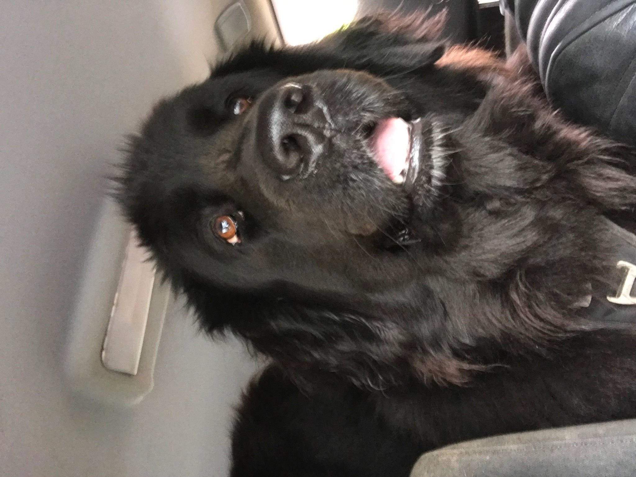 Tina a rejoint le concours — aidez-le/la à gagner de superbes lots ! borador, canidae, carnivore, companion_dog, dog, dog_breed, dog_collar, ear, foot, fur, liver, paw, snout, sporting_group, whiskers, working_animal, working_dog