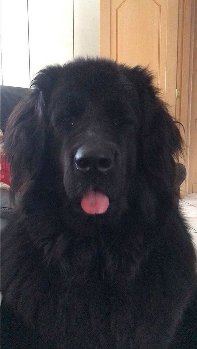 Tina a rejoint le concours — aidez-le/la à gagner de superbes lots ! ancient_dog_breeds, borador, canidae, carnivore, companion_dog, dog, dog_breed, door, fur, gaddi_kutta, giant_dog_breed, guard_dog, gun_dog, liver, snout, sporting_group, tibetan_mastiff, whiskers, working_animal, working_dog