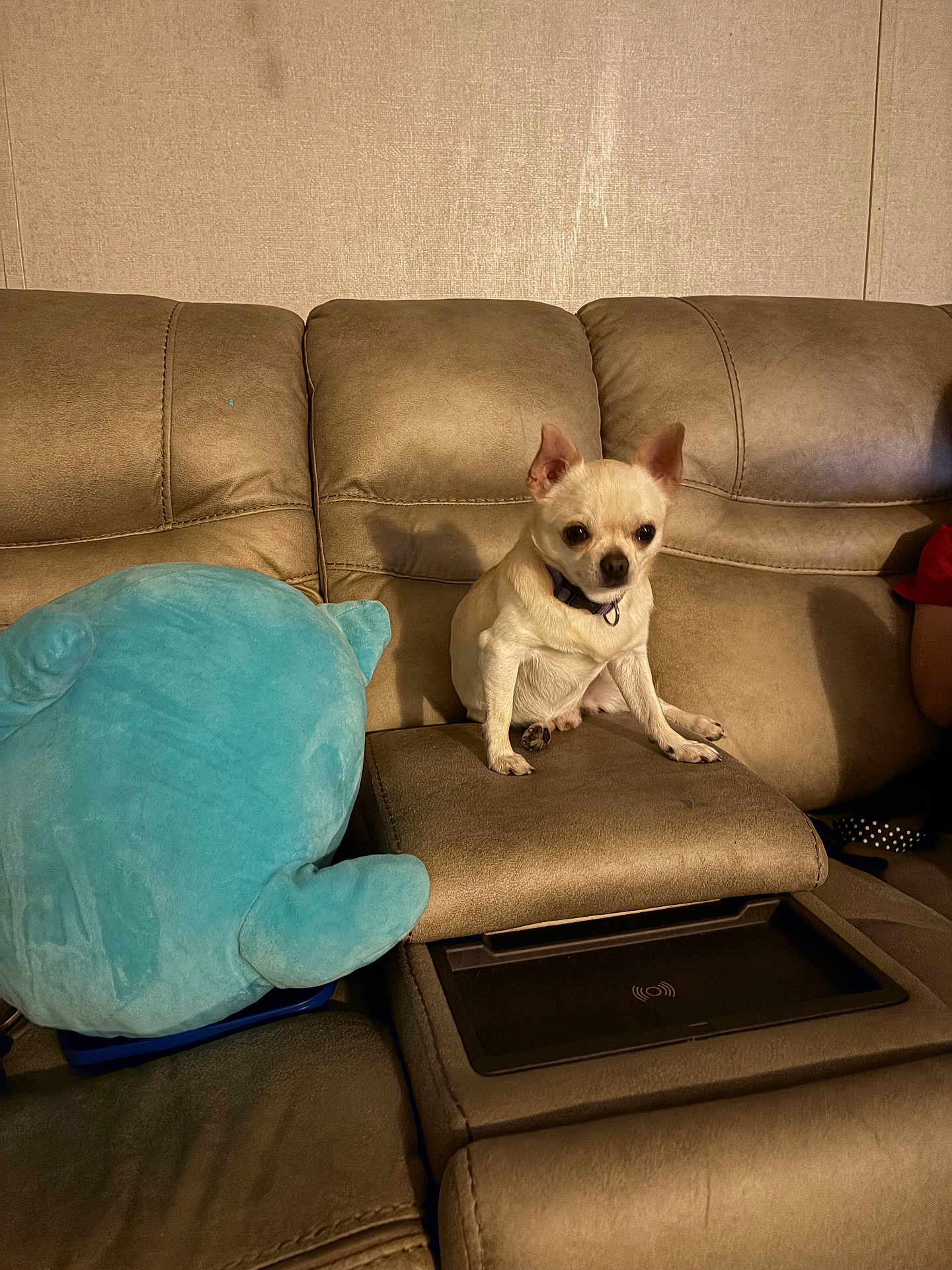 Chewy joined the competition — help win amazing prizes! dog, chihuahua, small_dog, sofa, couch, living_room, plush_toy, stuffed_animal, blue_plush, upholstery, furniture, pet, collar, sitting, shadow, beige, home_interior, relaxed, portrait, indoor