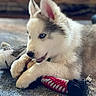 blue_eyes, carpet, chewing, close_up, dog, ears, fur, home_interior, husky, indoor, paws, pet, playful, plush_toy, portrait, puppy, rope_toy, shallow_depth_of_field, soft_light, toy