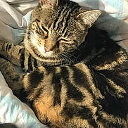 Mia a rejoint le concours — aidez-le/la à gagner de superbes lots ! cat, tabby_cat, sleeping, pet, fur, striped, closeup, cozy, bed, blanket, relaxed, whiskers, animal, mammal, cute, resting, domestic_cat, feline, soft, sunlight