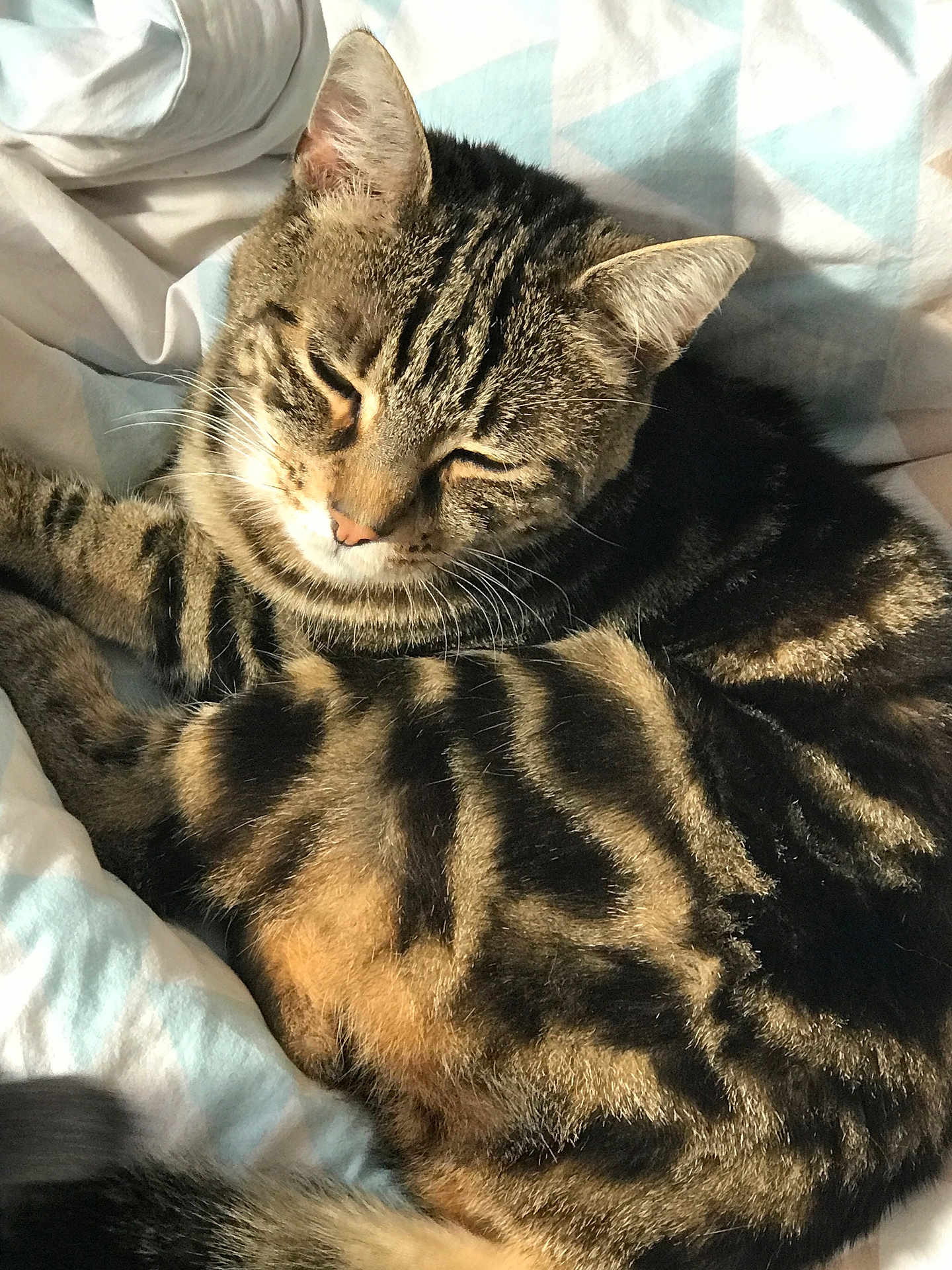 Mia a rejoint le concours — aidez-le/la à gagner de superbes lots ! cat, tabby_cat, sleeping, pet, fur, striped, closeup, cozy, bed, blanket, relaxed, whiskers, animal, mammal, cute, resting, domestic_cat, feline, soft, sunlight