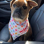 Scrappy joined the competition — help win amazing prizes! dog, puppy, bandana, petsmart, car_seat, leather_seat, pet, animal, brown_dog, cute, sitting, indoors, vehicle, seatbelt, closeup, portrait, pet_accessory, adorable, companion, young_dog