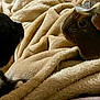animal, black_and_white, blanket, brown, cat, closeup, companion, cozy, curious, cute, domestic, facing_each_other, fur, guinea_pig, indoor, pet, relaxed, resting, small_animal, soft