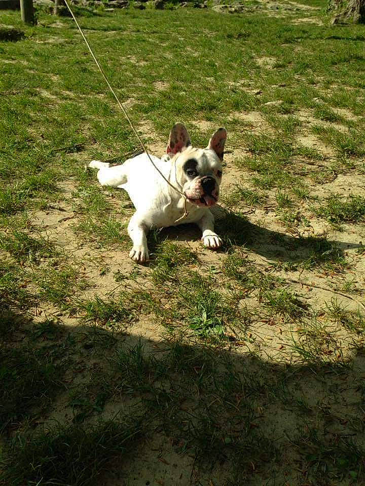 Guess a rejoint le concours — aidez-le/la à gagner de superbes lots ! canidae, carnivore, companion_dog, dog, dog_breed, fawn, grass, grassland, lawn, pasture, plant, shadow, snout, soil, sporting_group, tail, terrier, toy_dog, tree, working_animal