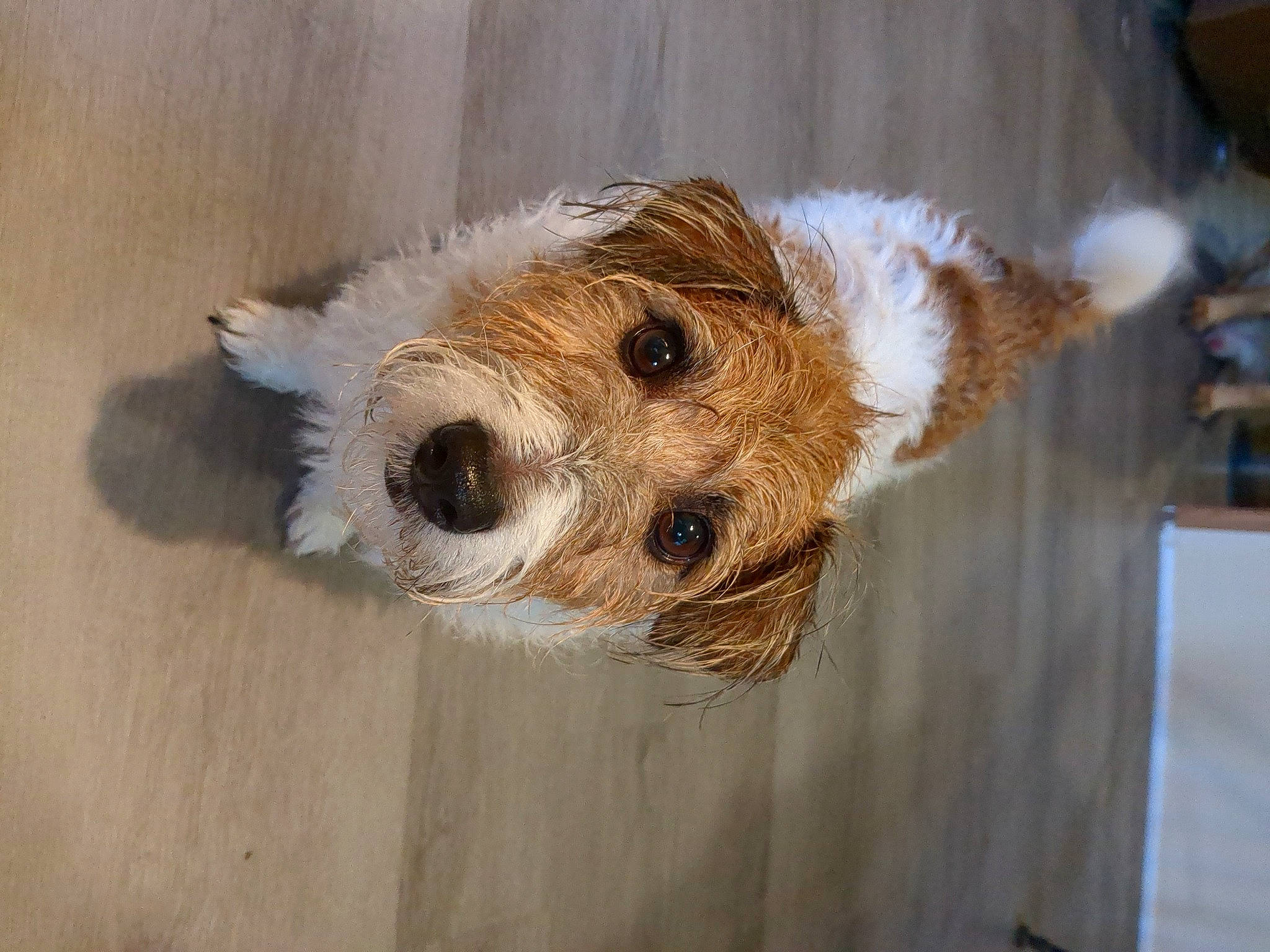 Brody joined the competition — help win amazing prizes! canidae, carnivore, companion_dog, dog, dog_breed, dog_supply, fawn, flooring, fur, hardwood, pet_supply, small_terrier, snout, sporting_group, terrestrial_animal, terrier, wood, working_animal