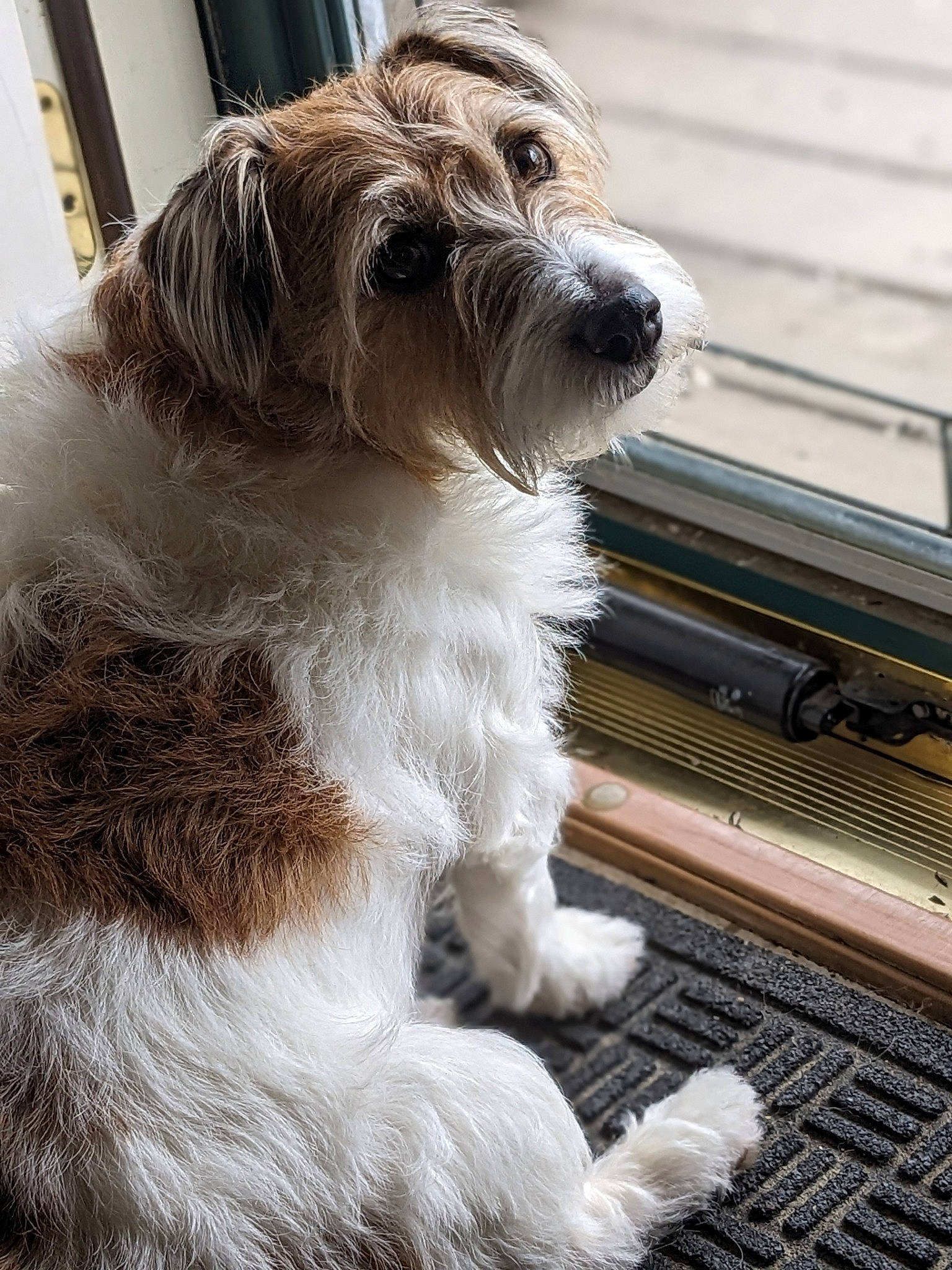 Brody is registered to the contest to win money with this photo: briquet_griffon_vendeen, canidae, carnivore, catalan_sheepdog, companion_dog, dog, dog_breed, fur, non_sporting_group, sapsali, small_terrier, snout, sporting_group, terrier, toy_dog, working_animal