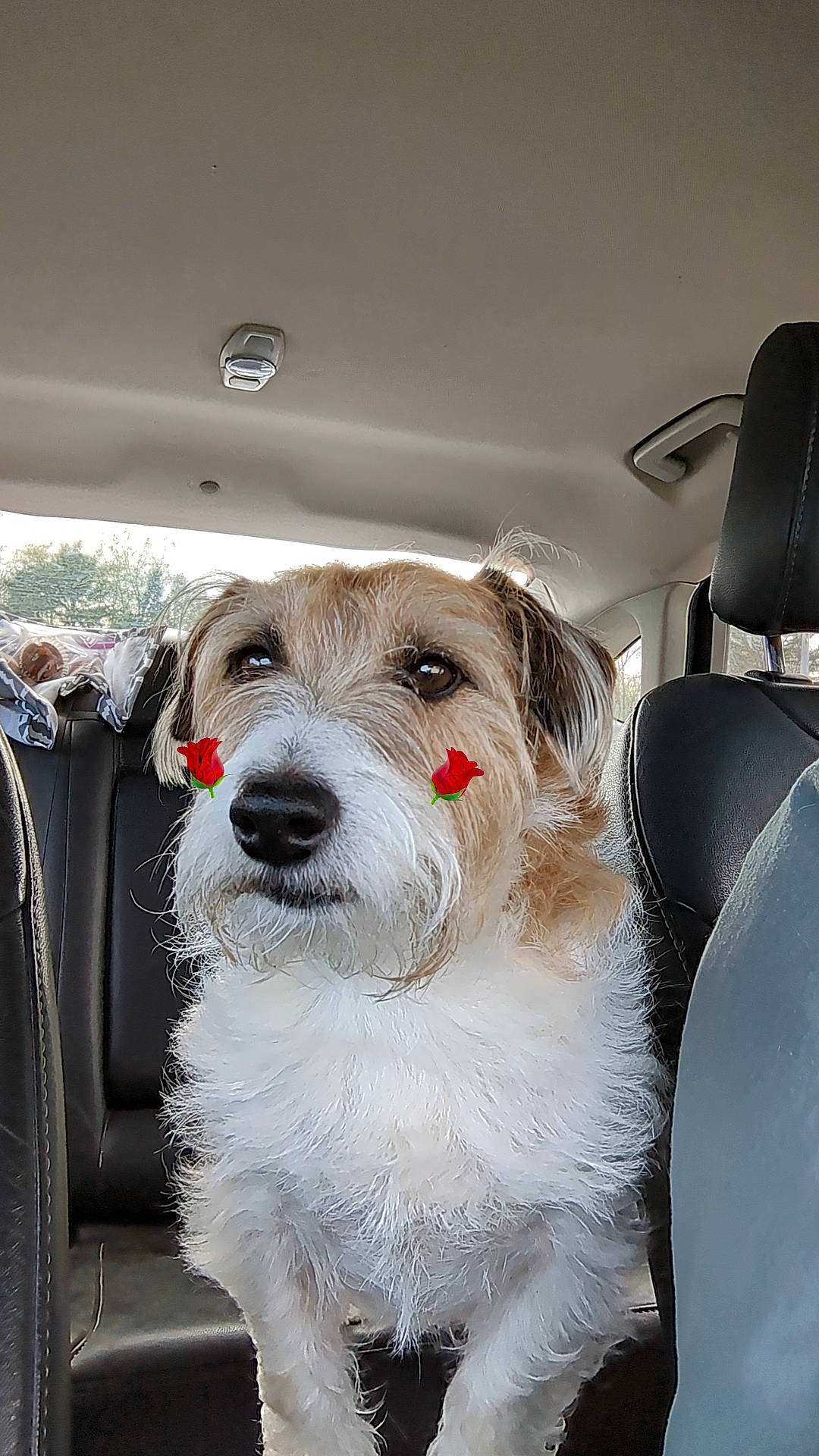 Brody joined the competition — help win amazing prizes! automotive_design, automotive_exterior, car, carnivore, collar, companion_dog, dog, dog_breed, dog_collar, fur, leash, small_terrier, terrier, toy_dog, vehicle, vehicle_door, whiskers, windscreen_wiper, windshield, working_animal