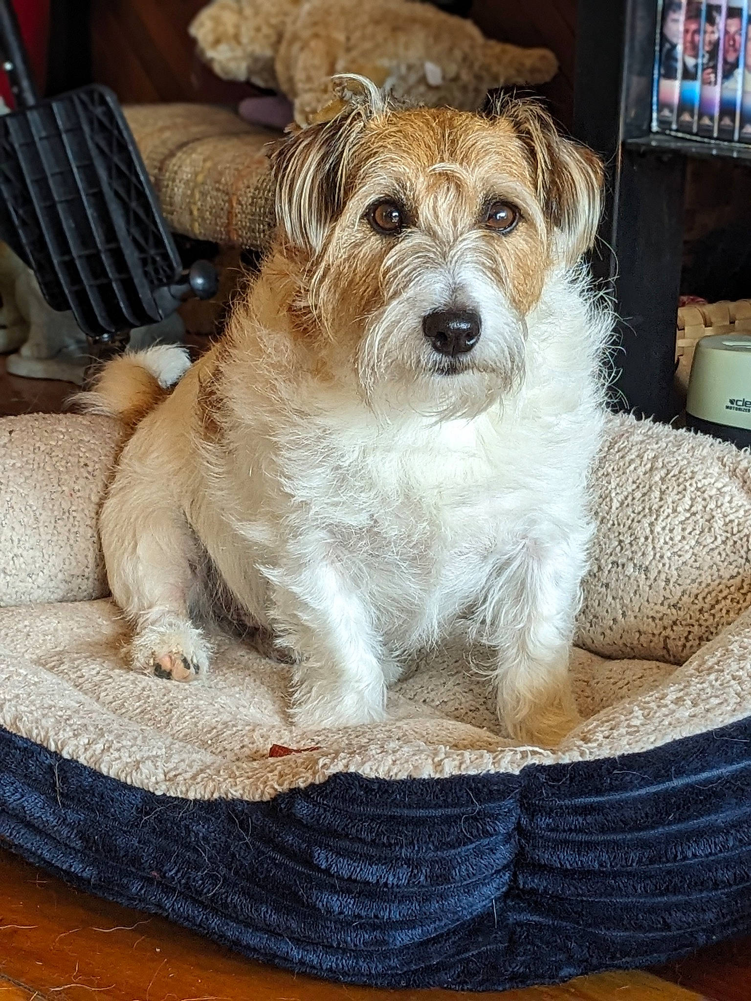 Brody is registered to the contest to win money with this photo: canidae, carnivore, chair, companion_dog, dog, dog_breed, dog_supply, fur, kitchen_utensil, puppy, rectangle, shelf, small_terrier, snout, sporting_group, television, terrier, toy_dog, whiskers, working_animal