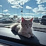 cat, kitten, dashboard, car, sunlight, parking_lot, sky, clouds, outdoor, animal, pet, feline, fluffy, resting, cute, daytime, vehicle, window, shadow, urban