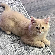 Kuma joined the competition — help win amazing prizes! kitten, cat, fluffy, cream_color, pet, animal, indoor, rug, floor, curious, cute, feline, resting, young, ears, whiskers, soft, domestic, cozy, closeup