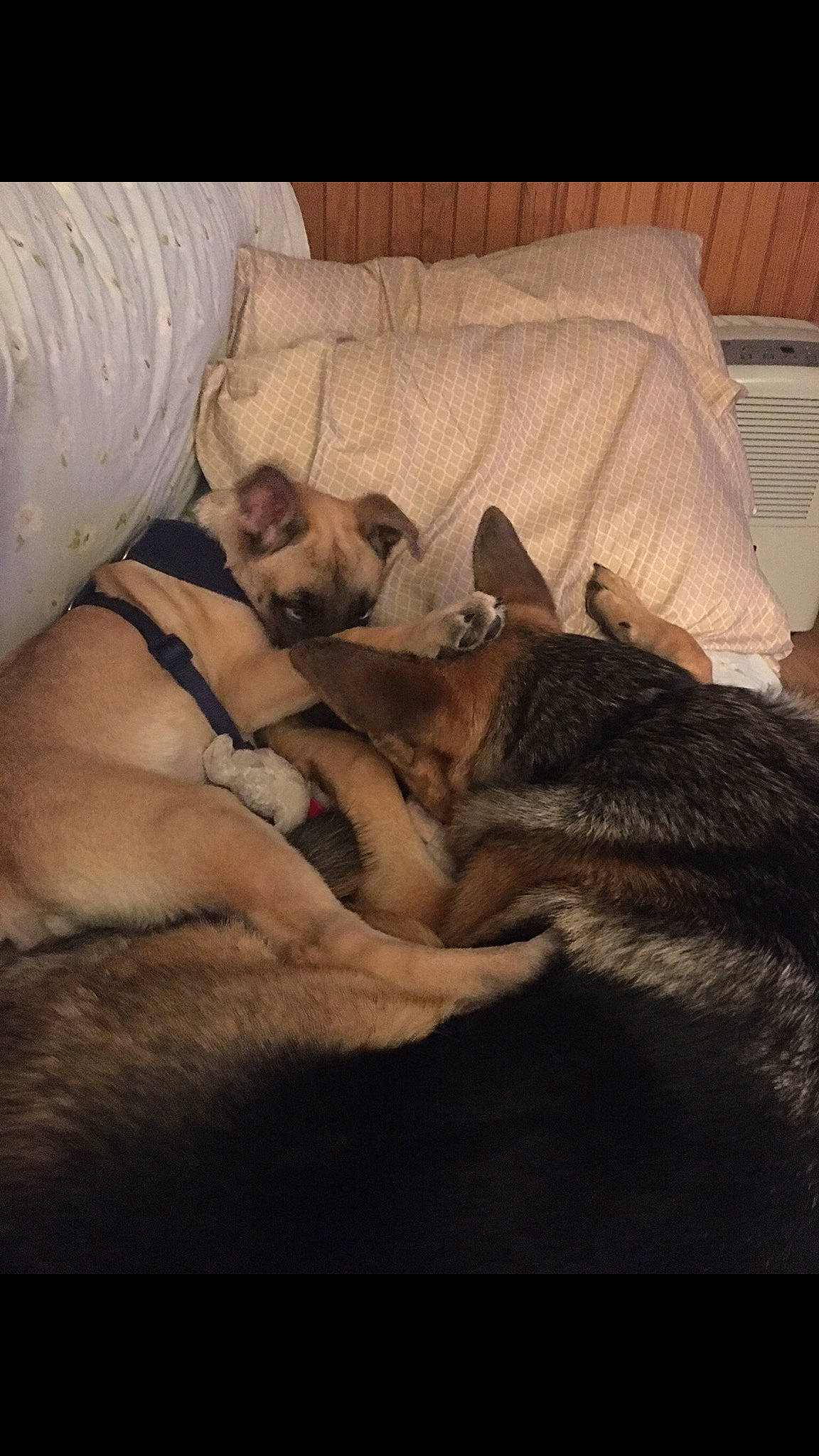 Blitz joined the competition — help win amazing prizes! canidae, carnivore, comfort, companion_dog, dog, dog_breed, fawn, fur, nap, sleep, slipcover, snout, sporting_group, working_animal, working_dog