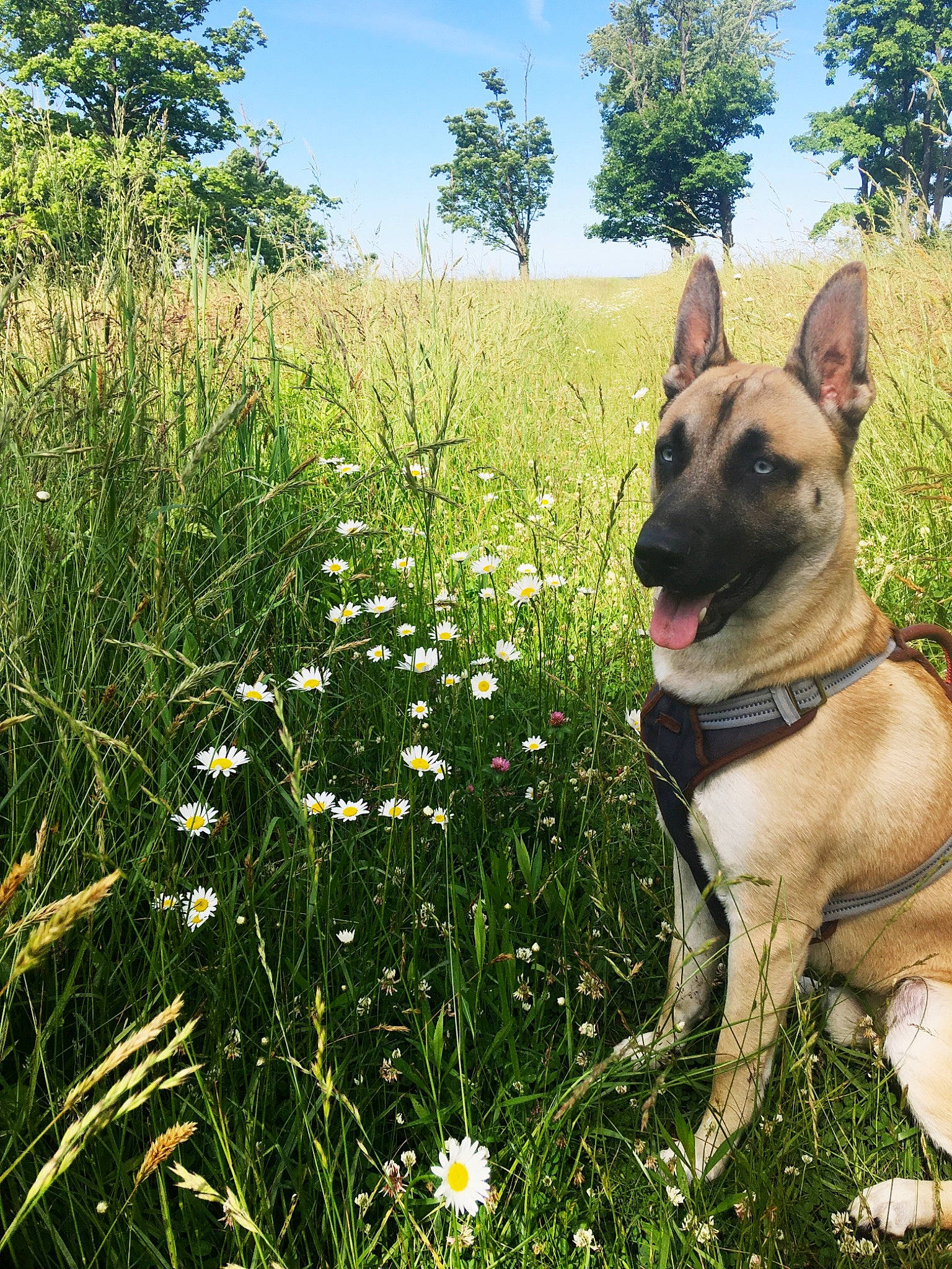 Blitz is registered to the contest to win money with this photo: camomile, canidae, carnivore, collar, companion_dog, dog, dog_breed, dog_collar, fawn, field, flower, grass, grass_family, grassland, mammal, meadow, prairie, snout, wildflower, working_animal