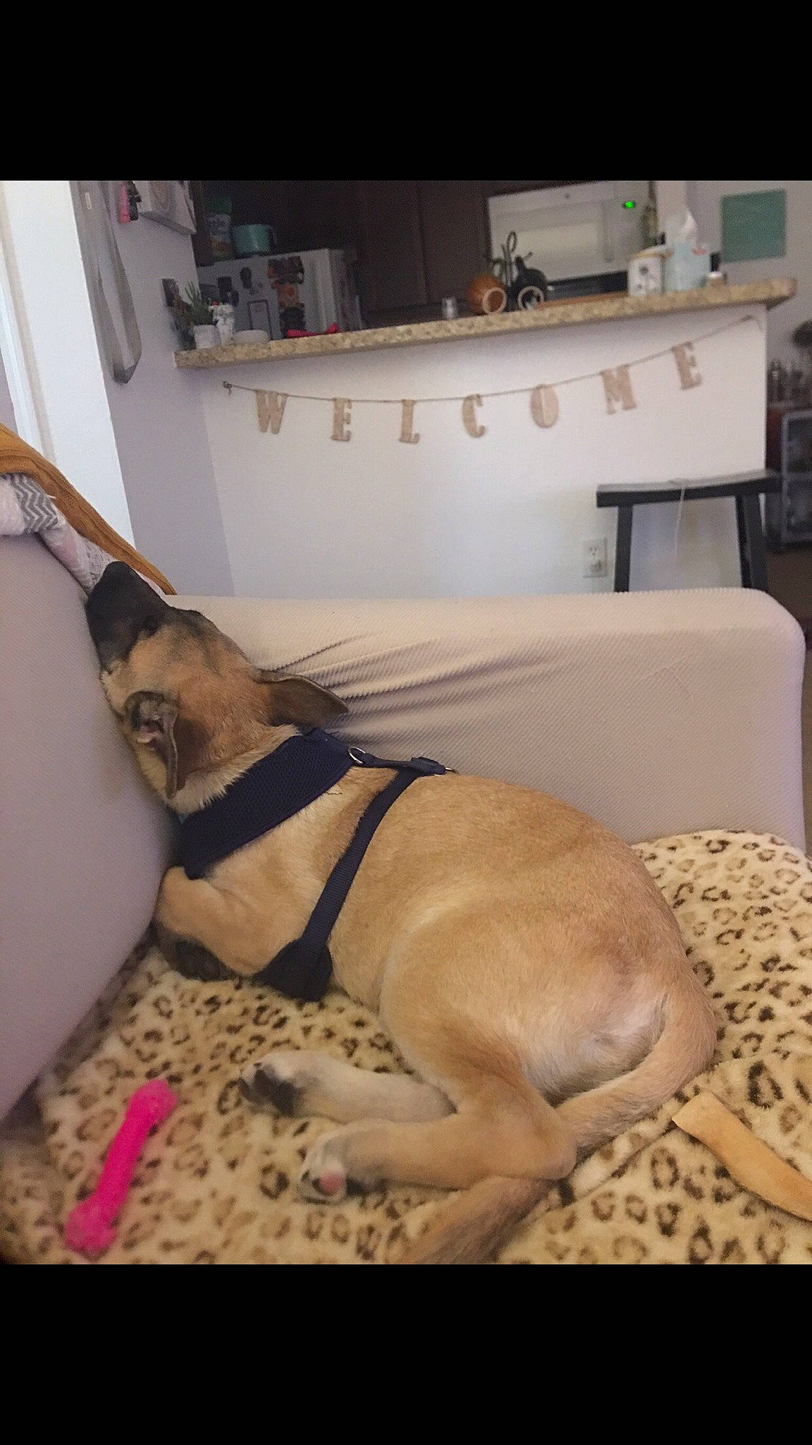 Blitz is registered to the contest to win money with this photo: cabinetry, canidae, carnivore, chest_of_drawers, collar, companion_dog, dog, dog_breed, dog_collar, dog_supply, drawer, fawn, home, interior_design, linens, pet_supply, room, snout, sporting_group, working_animal