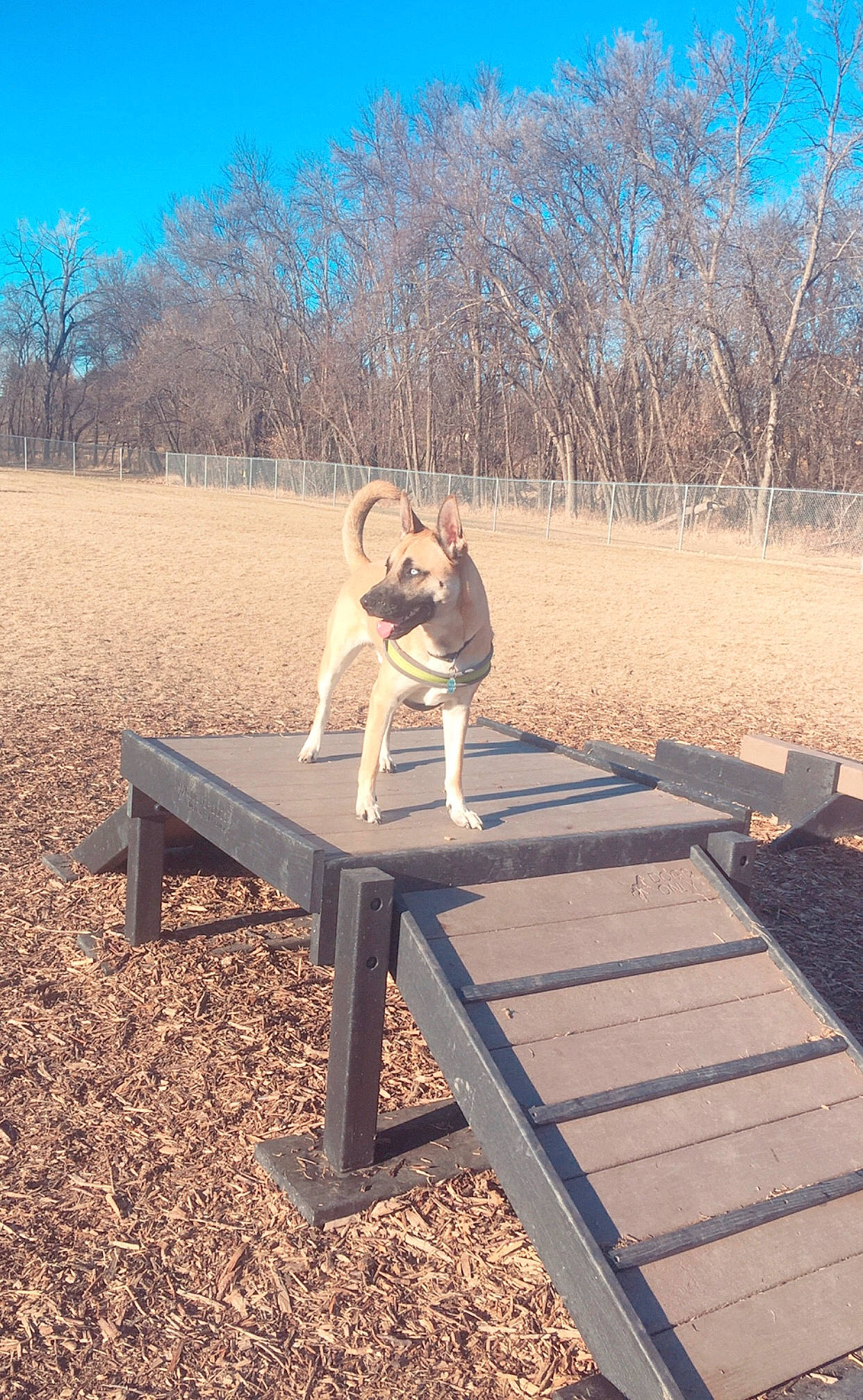 Blitz is registered to the contest to win money with this photo: canidae, carnivore, companion_dog, deck, dog, dog_breed, fawn, lumber, outdoor_bench, outdoor_furniture, outdoor_table, plank, sporting_group, street_furniture, tail, wood, working_animal, working_dog