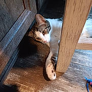 Sassyboo joined the competition — help win amazing prizes! animal, cabinet, cat, chair_leg, close_up, curious, feline, floor_texture, fur, household, indoor, paw, pet, relaxed, resting, tabby, toy_mouse, whiskers, white_and_gray, wooden_floor