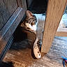 animal, cabinet, cat, chair_leg, close_up, curious, feline, floor_texture, fur, household, indoor, paw, pet, relaxed, resting, tabby, toy_mouse, whiskers, white_and_gray, wooden_floor