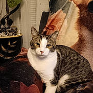 Boo Boo joined the competition — help win amazing prizes! alert, animal, blanket, cat, couch, cozy, furniture, home_decor, houseplant, indoor, looking_at_camera, pet, portrait, potted_plant, sitting, striped_fur, tabby, vertical_photo, white_fur, yellow_eyes
