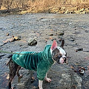 Rosalind Mcculley joined the competition — help win amazing prizes! blue_eyes, closeup, clothing, dog, forest, hoodie, leash, nature, outdoors, paws, pet, portrait, puppy, river, rocks, rocky_shore, standing, stream, water, winter