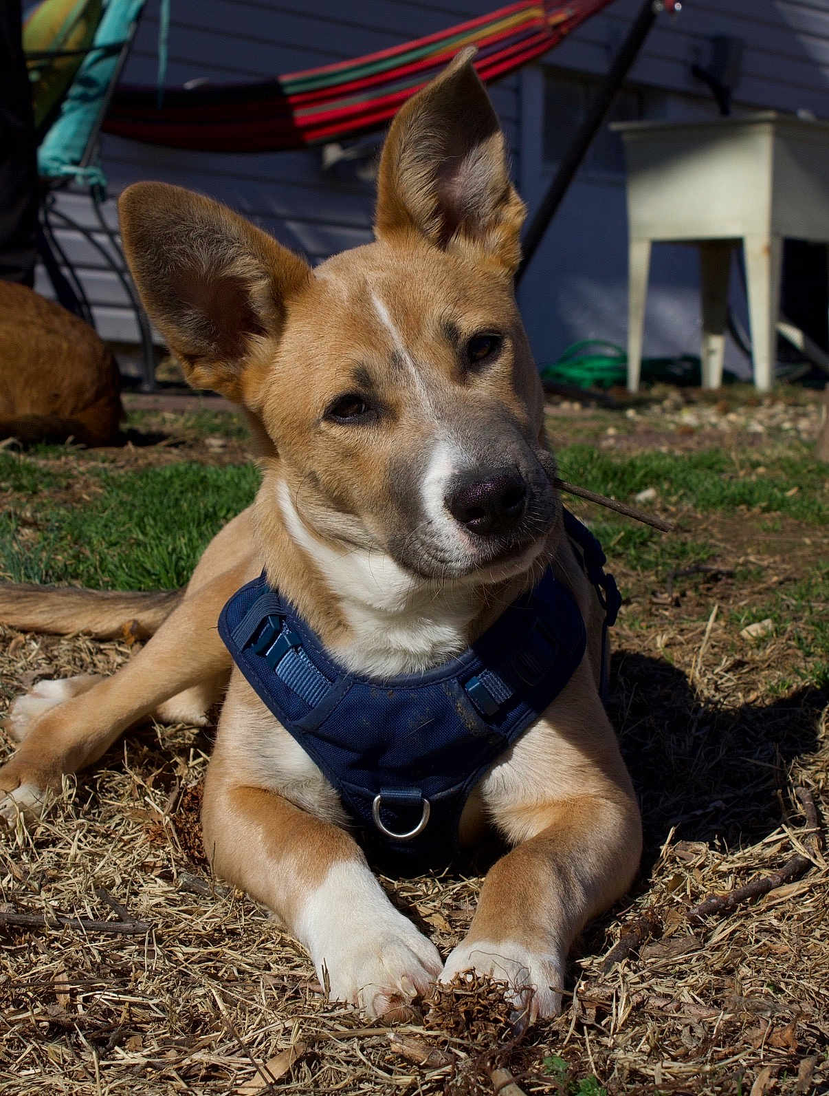 Obi joined the competition — help win amazing prizes! dog, puppy, blue_harness, pointy_ears, brown_fur, white_marking, stick, paws, nose, grass, yard, sunlight, shadow, hammock, porch, outdoor, close_up, relaxed, pet, mammal