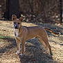 Obi is registered to the contest to win money with this photo: dog, canine, standing, grass, yard, brown_fur, white_chest, ears_up, alert, tail, sunlight, shadow, bokeh, shallow_depth_of_field, pet, domestic_animal, outdoor, fence, trees, portrait