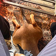 Obi joined the competition — help win amazing prizes! dog, dog_back, dog_tail, dog_paws, brown_fur, patterned_rug, rug, blanket, human_legs, human_feet, sandal, metal_rack, indoor, close_up, floor, cozy, lying_down, shadow, warm_light, texture