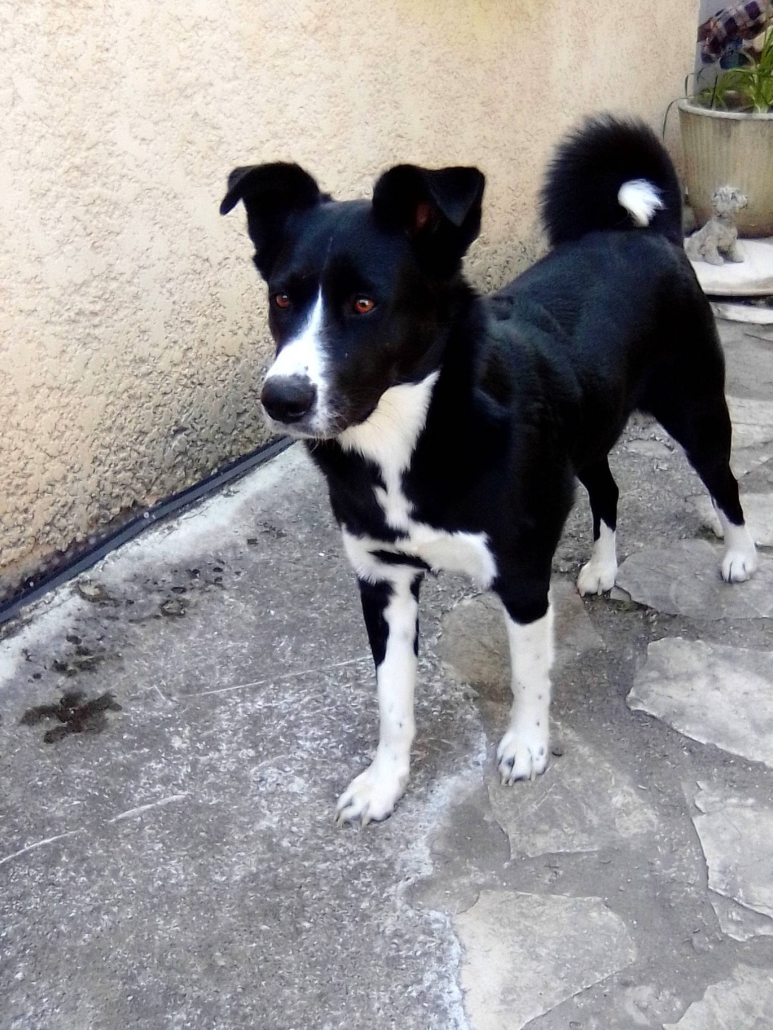 Souky participe au concours pour gagner de l'argent avec cette photo : art, borador, border_collie, canidae, carnivore, companion_dog, dog, dog_breed, flooring, flowerpot, fur, herding_dog, houseplant, plant, snout, sporting_group, tail, terrestrial_animal, working_animal, working_dog