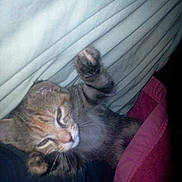 Ketou a rejoint le concours — aidez-le/la à gagner de superbes lots !