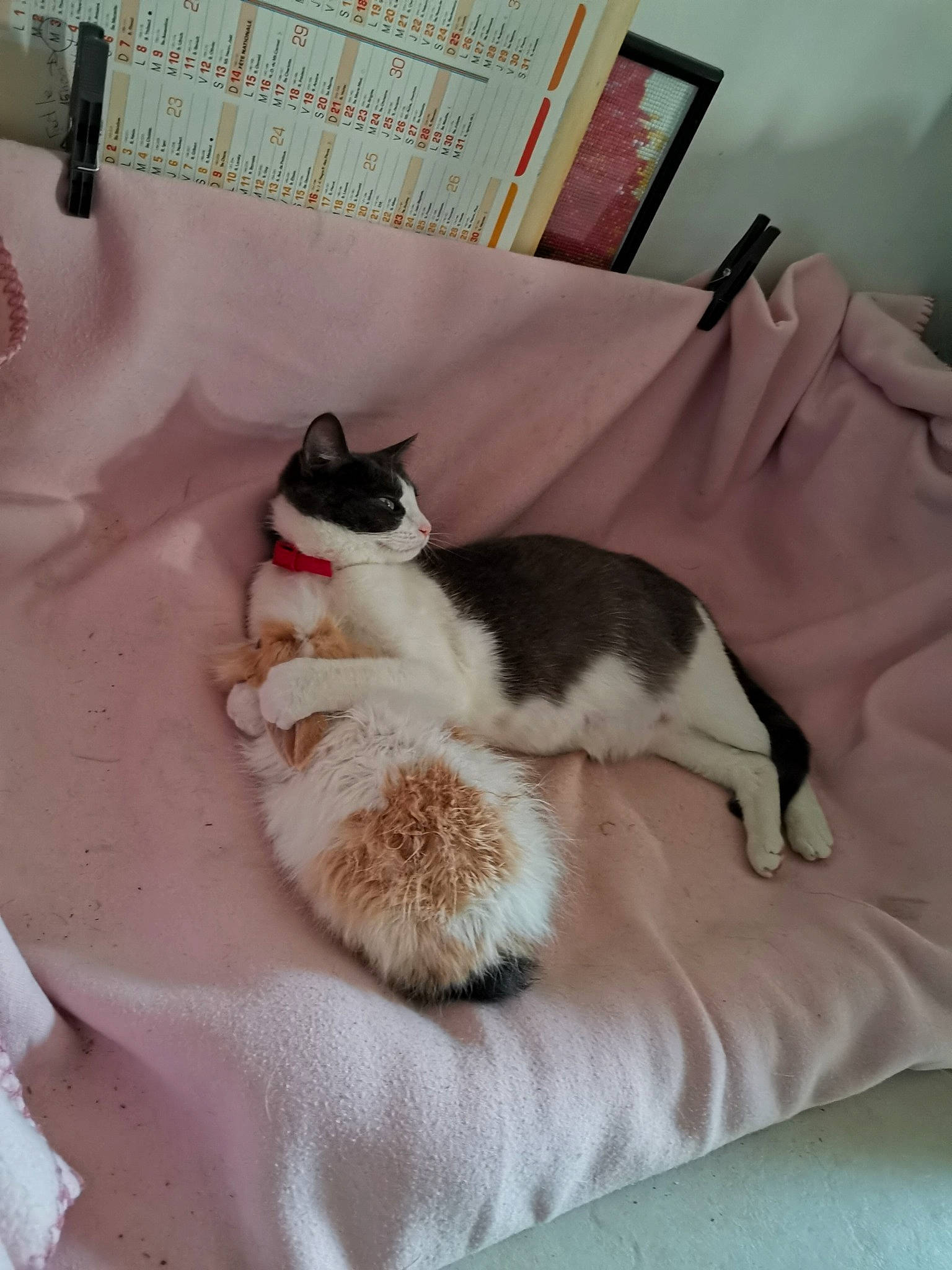 Lindthy Et Yety a rejoint le concours — aidez-le/la à gagner de superbes lots ! canidae, carnivore, cat, domestic_short_haired_cat, fawn, felidae, fur, kitten, polydactyl_cat, room, small_to_medium_sized_cats, snowshoe, tail, whiskers