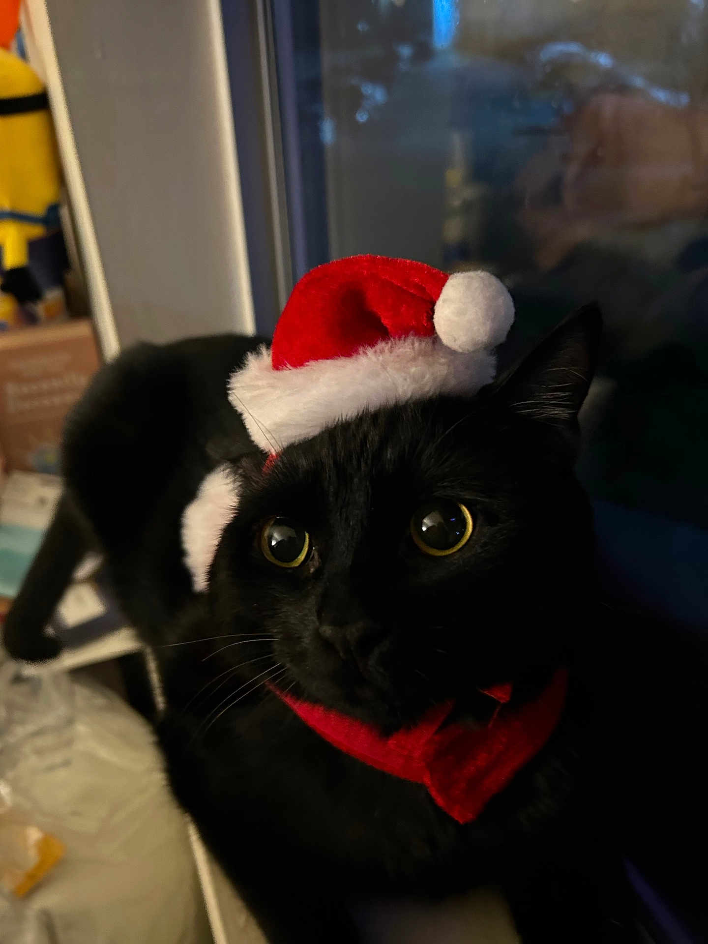 Binx joined the competition — help win amazing prizes! animal, black_cat, cat, christmas, cozy, cute, domestic_cat, festive, fur, holiday, indoor, looking_away, night, pet, portrait, santa_hat, scarf, whiskers, window, yellow_eyes