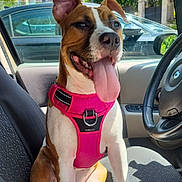 Biboo participe au concours pour gagner de l'argent avec cette photo : dog, pet, car, seat, harness, pink, happy, tongue_out, sunny, daylight, window, steering_wheel, outdoor, tree, vehicle, canine, smiling, front_seat, brown, white