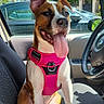 dog, pet, car, seat, harness, pink, happy, tongue_out, sunny, daylight, window, steering_wheel, outdoor, tree, vehicle, canine, smiling, front_seat, brown, white