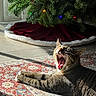 cat, tabby_cat, yawning, sunlight, indoor, rug, patterned_rug, christmas_tree, holiday_decor, tree_lights, tree_skirt, floor_tiles, whiskers, pet, feline, relaxed, cozy, home, festive, animal