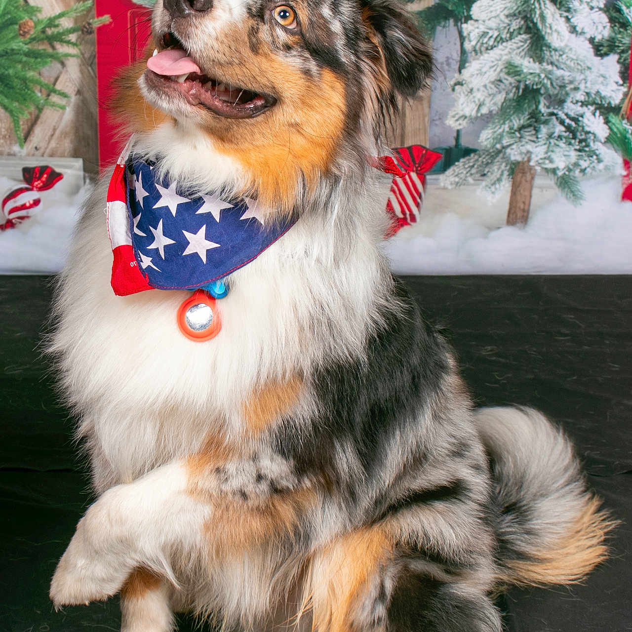 Vegas a rejoint le concours — aidez-le/la à gagner de superbes lots ! accessories, animal, bandana, canine, cockerspaniel, collie, dog, fir, flower, flowerarrangement, formalwear, headband, husky, pet, plant, puppy, strap, terrier, tie, tree