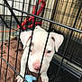 Benz is registered to the contest to win money with this photo: puppy, dog, crate, cage, towel, toy, indoor, pet, white_puppy, pink_nose, metal_bars, animal, young_dog, floor, cord, cardboard_box, close_up, pet_toy, looking, confined