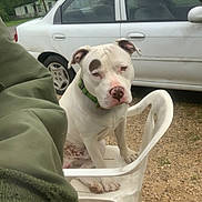Benz joined the competition — help win amazing prizes! dog, white_dog, plastic_chair, outdoor, car, greenery, collar, sitting, pet, animal, brown_patch, sidewalk, vehicle, nature, fur, paw, resting, quiet, daytime, calm
