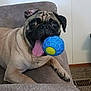 Kobe is registered to the contest to win money with this photo: animal, ball, black, brown, canine, carpet, chair, cute, dog, face, fur, furniture, happy, indoor, paw, pet, playful, pug, tongue_out, toy