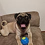 animal, blue_ball, brown_couch, canine, companion, cute, dog, domestic, fur, happy, indoor, paw, pet, playful, pug, resting, small_dog, smiling, tongue_out, toy