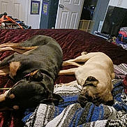 Kobe joined the competition — help win amazing prizes! animal, bed, black, blanket, brown, canine, clothes, companion, cozy, dog, domestic, furniture, household, indoor, pet, relaxation, resting, room, sleeping, tan