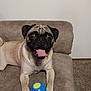 Kobe joined the competition — help win amazing prizes! animal, blue_ball, brown, canine, carpet, companion, couch, cute, dog, face, furniture, happy, indoor, paw, pet, playful, pug, smiling, tongue_out, toy