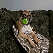 Kobe joined the competition — help win amazing prizes! animal, brown_fur, couch, dog, ears, face, furniture, green_toy, home, indoor, looking, pet, pillow, pug, relaxed, sitting, snout, toy, wall_art, wrinkled_face